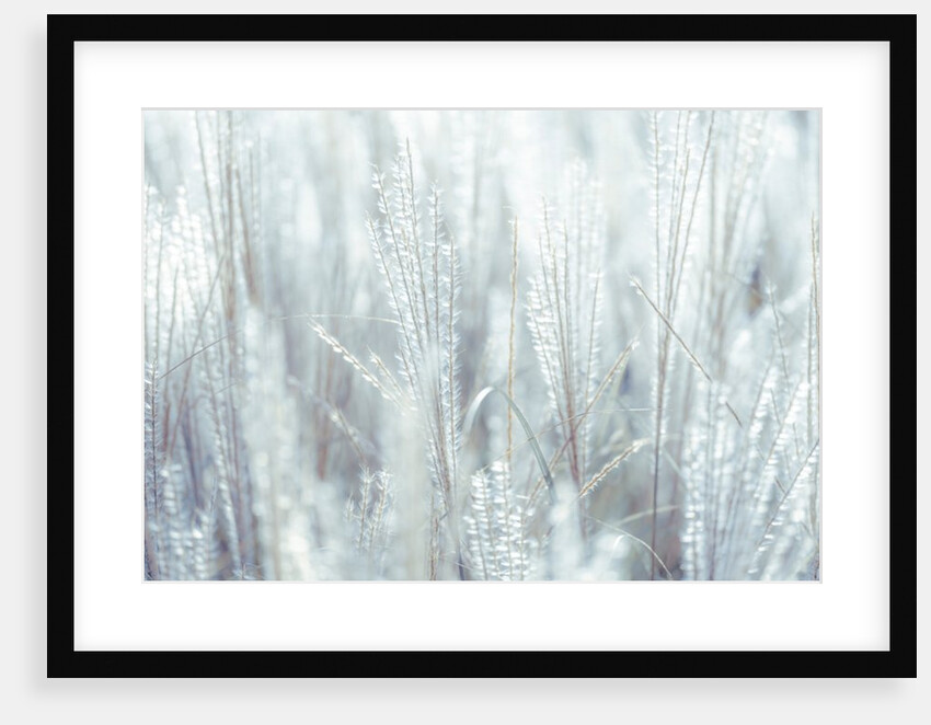 Japanese Silver Grass by Assaf Frank